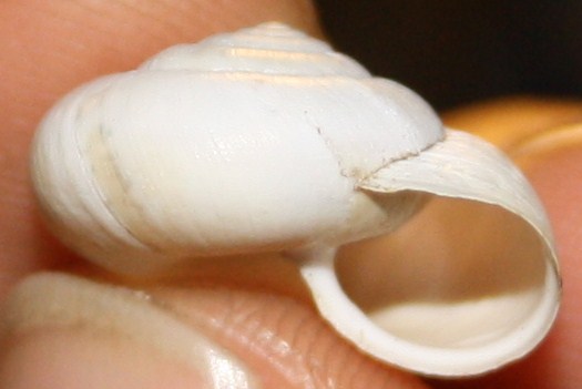 Monacha da identificare